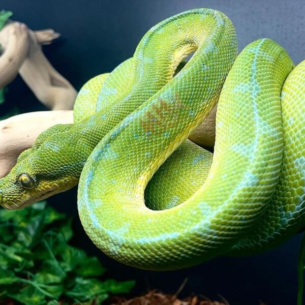 Baby Jayapura Green Tree Python