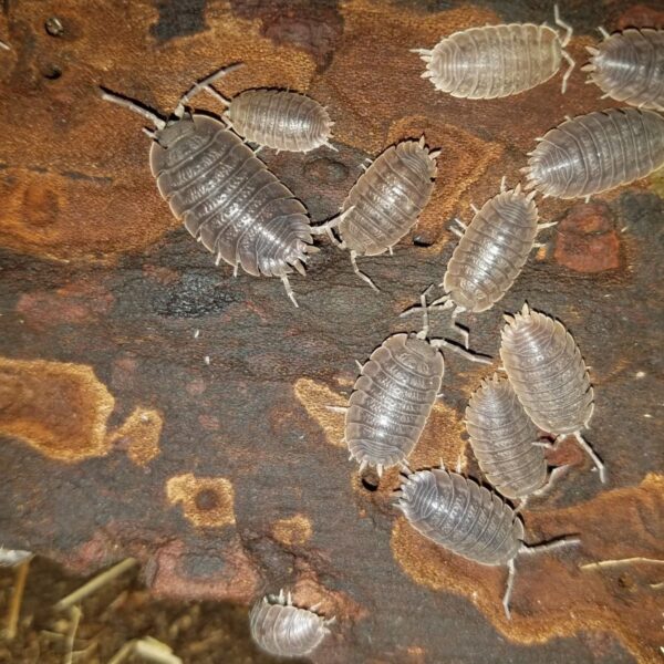 Porcellio Dilatatus