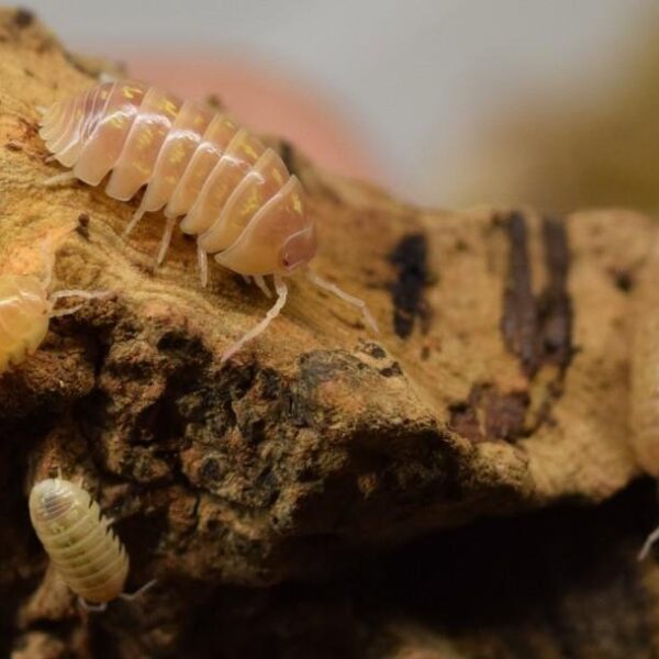 Albino Isopods