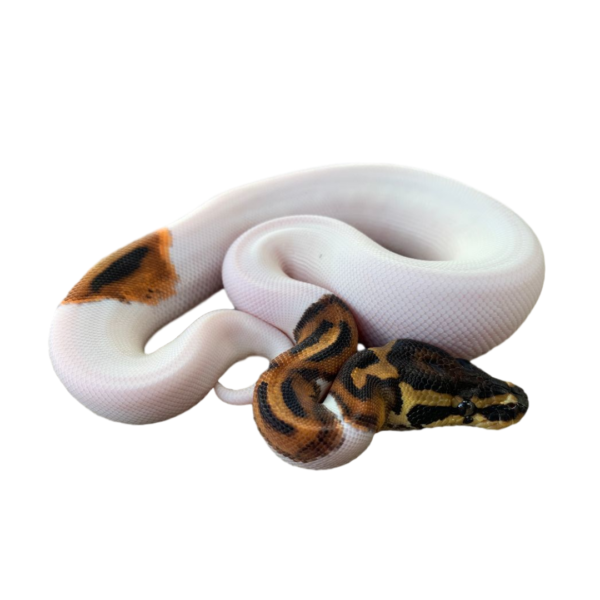 Baby Pied Ball Python for sale