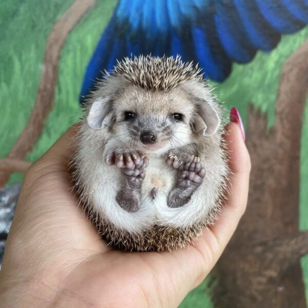 MALE HEDGEHOG FOR SALE 