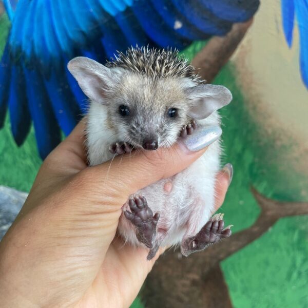 MALE HEDGEHOG FOR SALE 