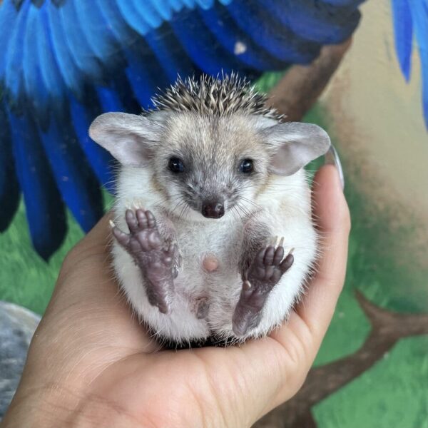 MALE HEDGEHOG FOR SALE 