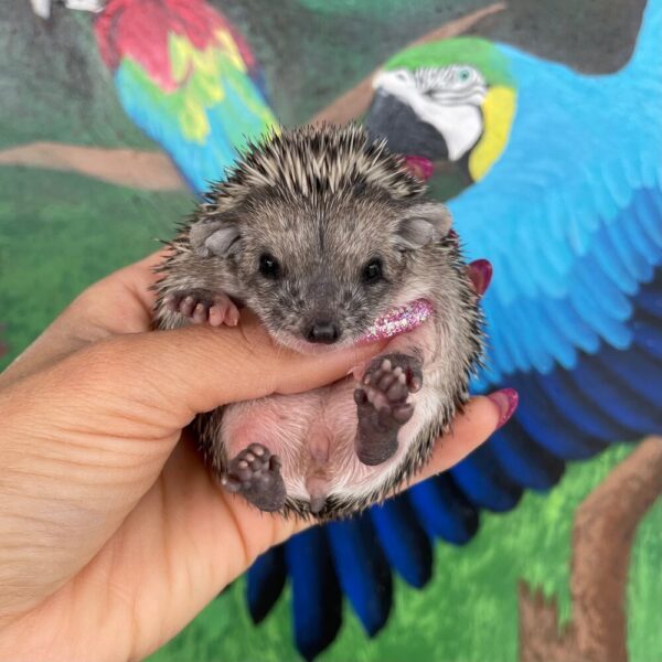 MALE HEDGEHOG FOR SALE 