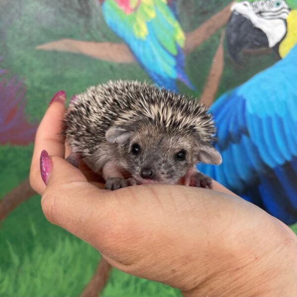 MALE HEDGEHOG FOR SALE 