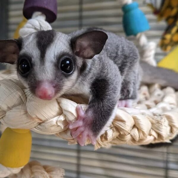 FEMALE SUGAR GLIDER FOR SALE 