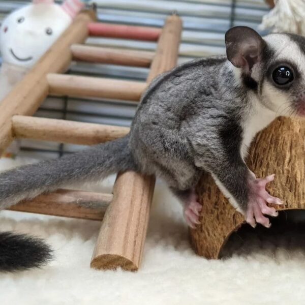 FEMALE SUGAR GLIDER FOR SALE 