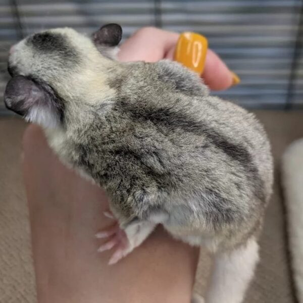 FEMALE SUGAR GLIDER FOR SALE 