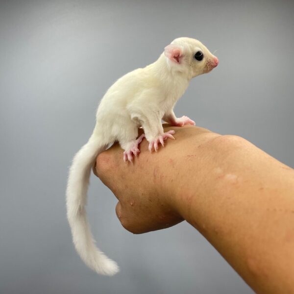 FEMALE SUGAR GLIDER FOR SALE 