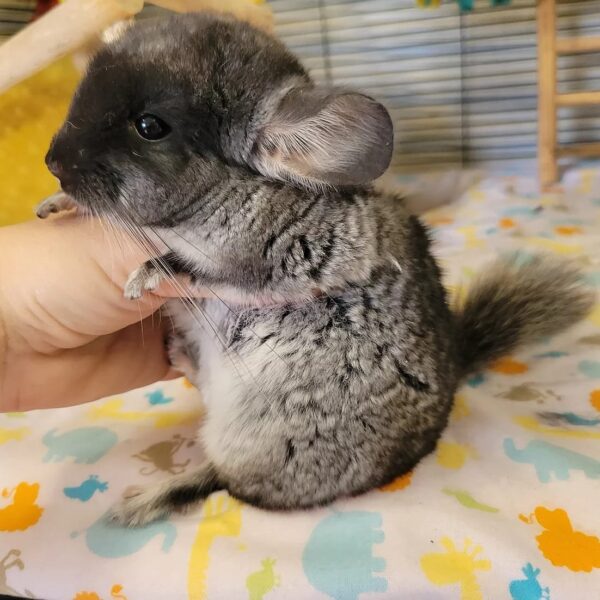 FEMALE CHINCHILLAS FOR SALE 