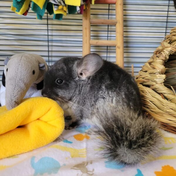 FEMALE CHINCHILLAS FOR SALE 