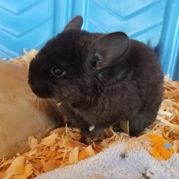 MALE CHINCHILLAS FOR SALE