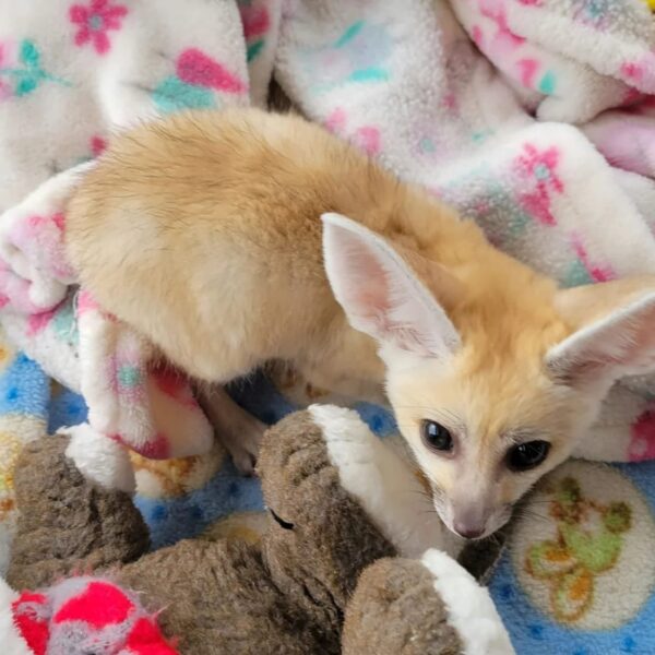 FEMALE FENNEC FOX FOR SALE