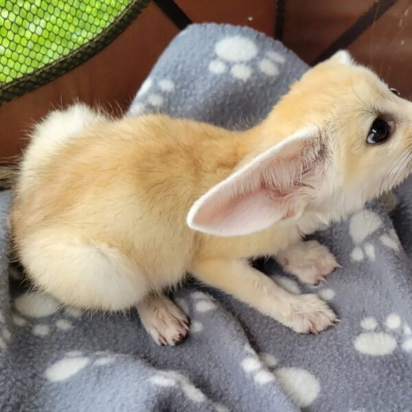 FEMALE FENNEC FOX FOR SALE