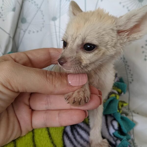 MALE FENNEC FOX FOR SALE