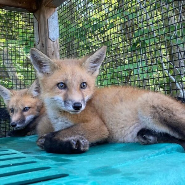 Red Fox For Sale