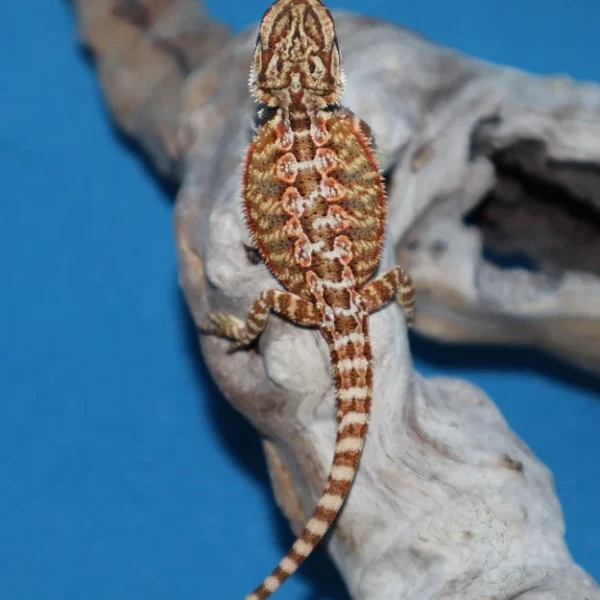 Adult Male Hypo Sunfire Bearded Dragon