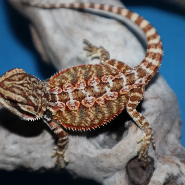 Adult Male Hypo Sunfire Bearded Dragon