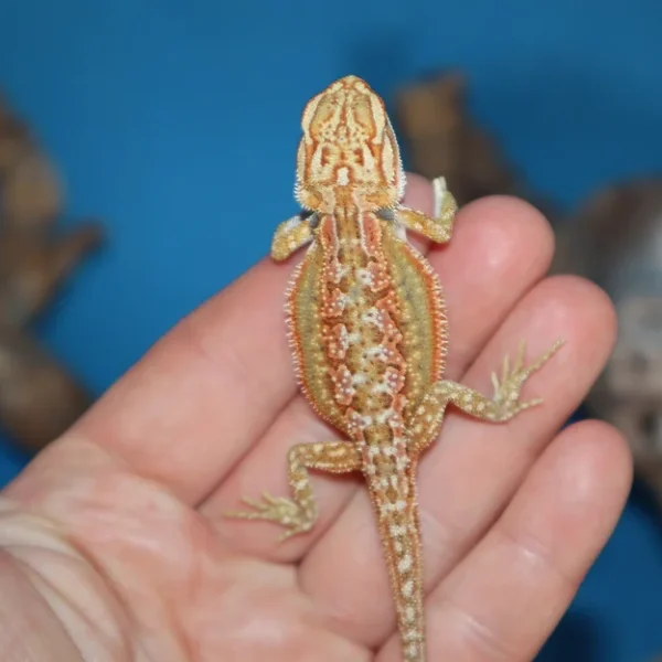 Baby Blue Bar Leatherback Hypo Bearded Dragon