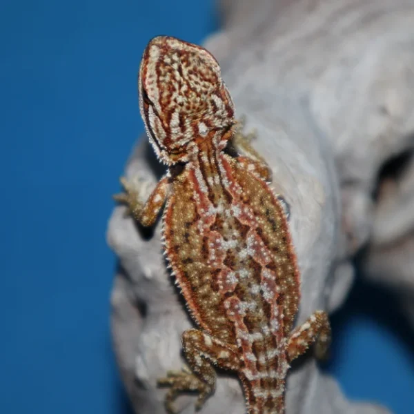 Adult Female Classic Bearded Dragon