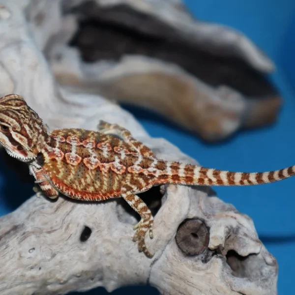 Adult Male Hypo Sunfire Bearded Dragon