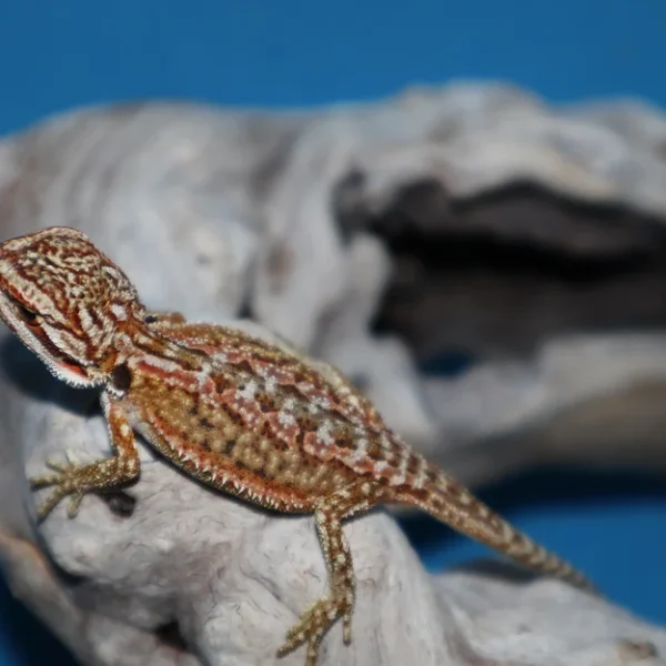 Adult Female Classic Bearded Dragon