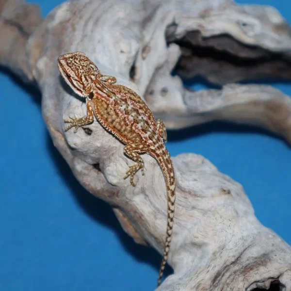 Adult Female Classic Bearded Dragon