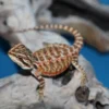 Bearded Dragons for Sale