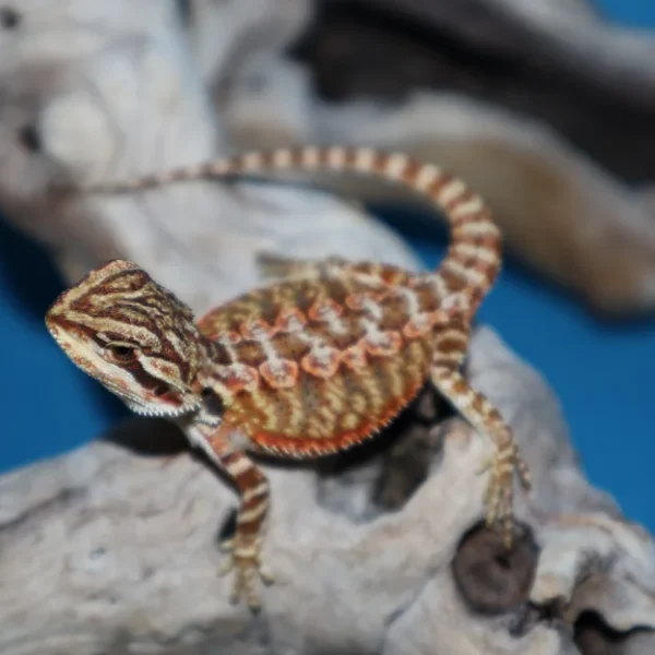 Bearded Dragons for Sale