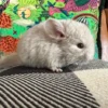 chinchilla for sale