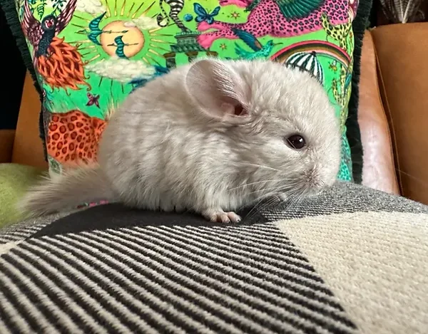 chinchilla for sale