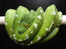 Buy Aru Green Tree Python