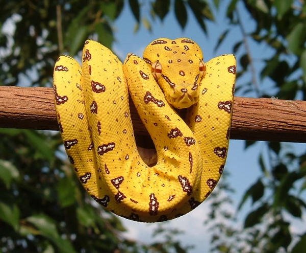 Baby Biak Green Tree Python