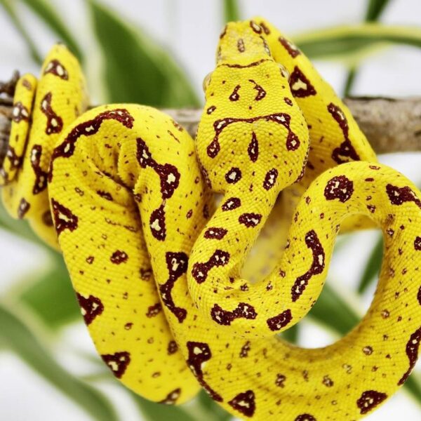 Baby Biak Green Tree Python