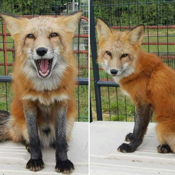 Red Fox For Sale