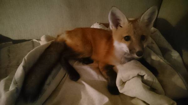 Red Fox For Sale