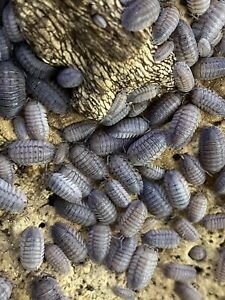 Armadillidium Peraccae Isopods